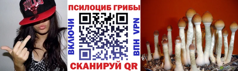 блэк спрут как войти  Камбарка  Псилоцибиновые грибы GOLDEN TEACHER 